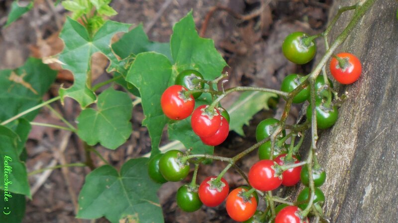 Red and Green Berries