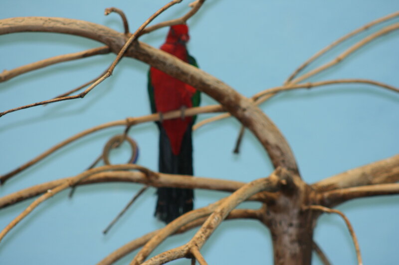 Red and Green Bird