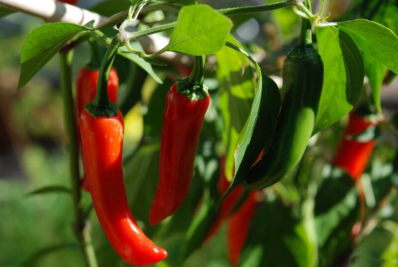 Red and Green Chili Peppers — Natural