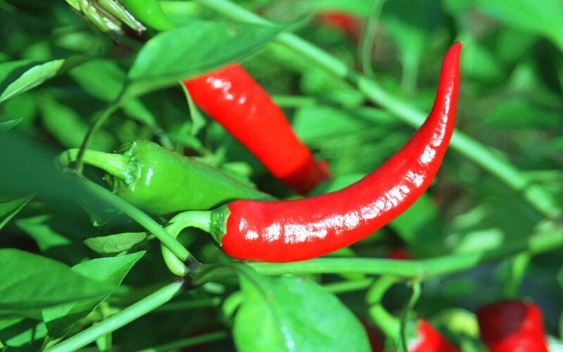 Red and green chili peppers on plant