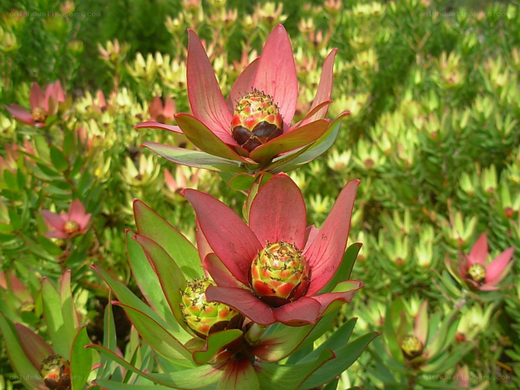 Red and green flower blooms