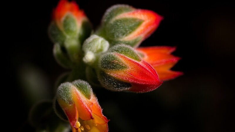 Red and Green Flower Buds — Dramatic