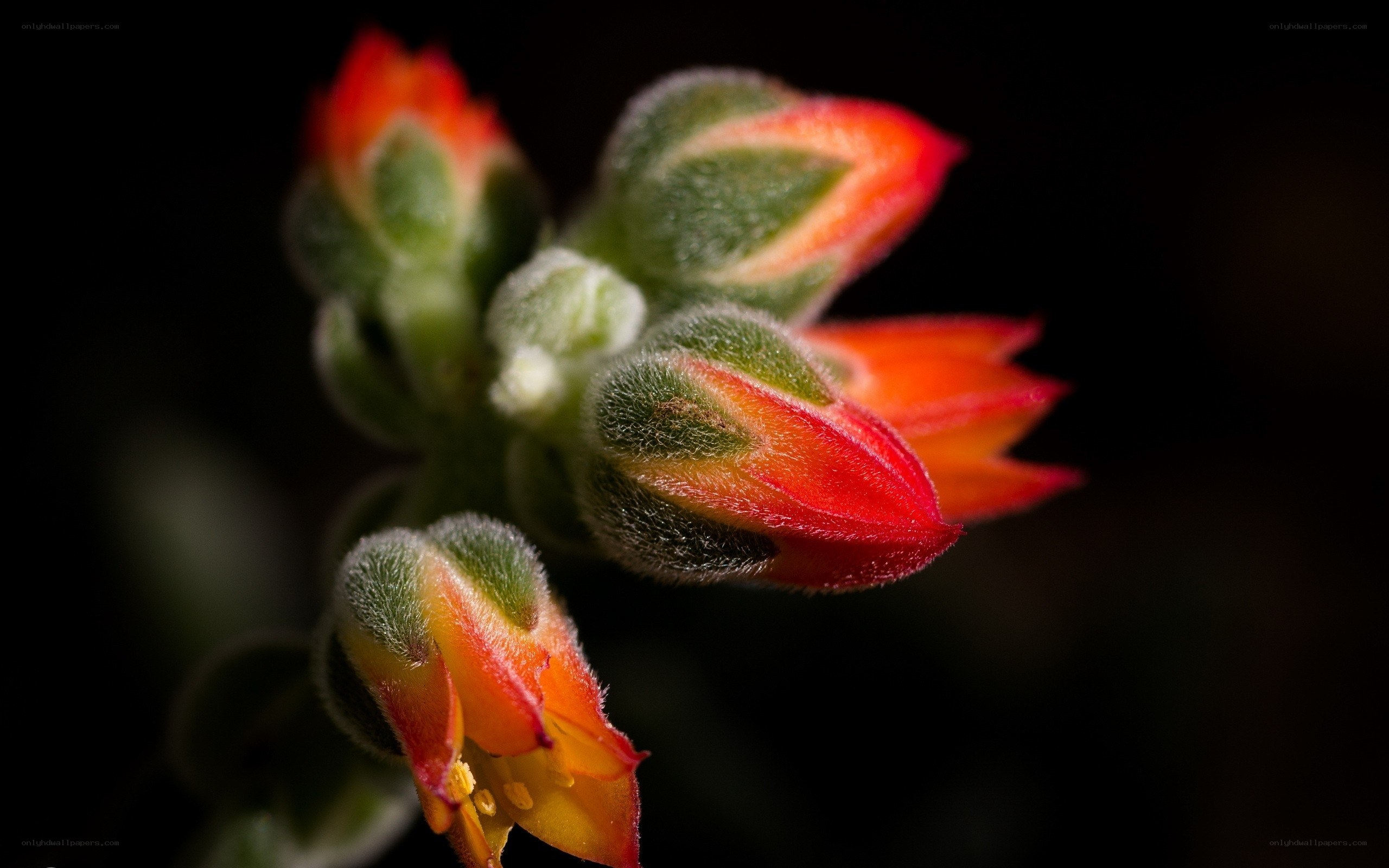 Red and green flower buds