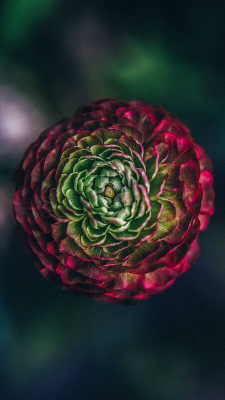 Red and Green Flower — Dramatic, Photograph, Petals