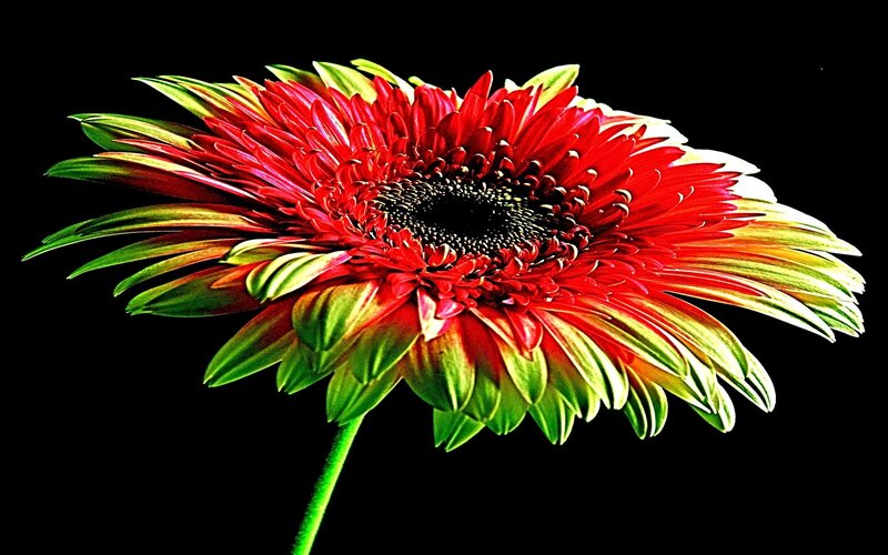 Red and Green Flower — Dramatic, Photograph