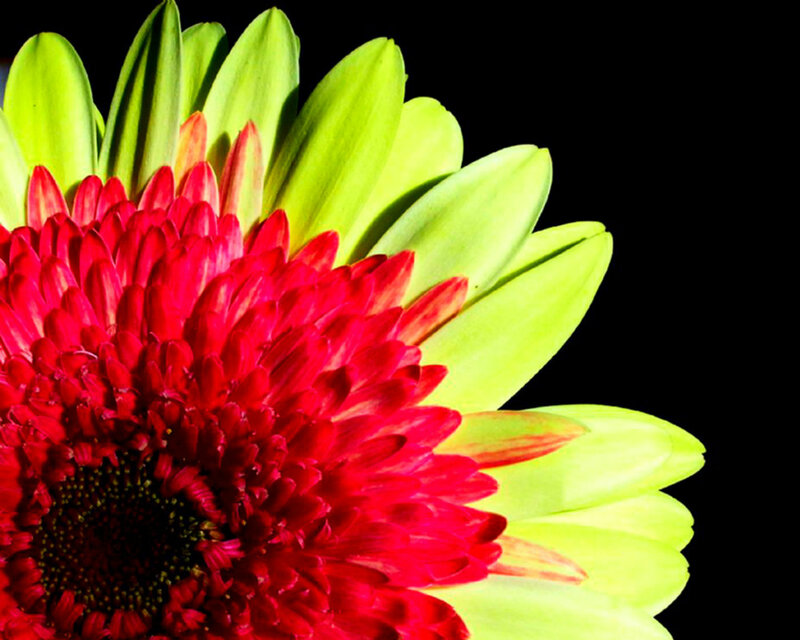 Red and Green Flower — Dramatic
