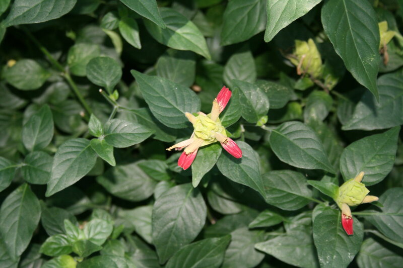 Red and Green Flower