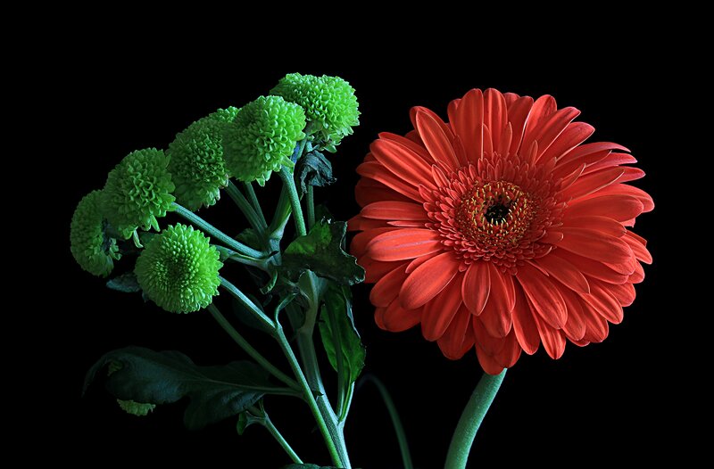 Red and Green Flowers — Dramatic