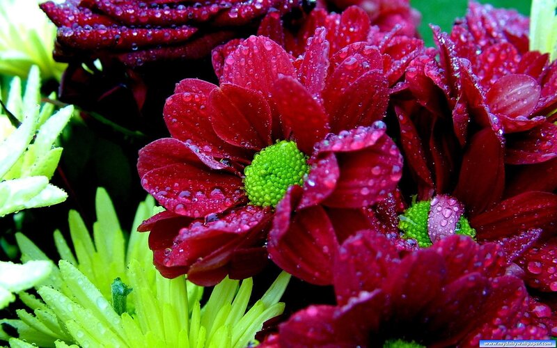 Red and Green Flowers — Vibrant, Photograph, Drops