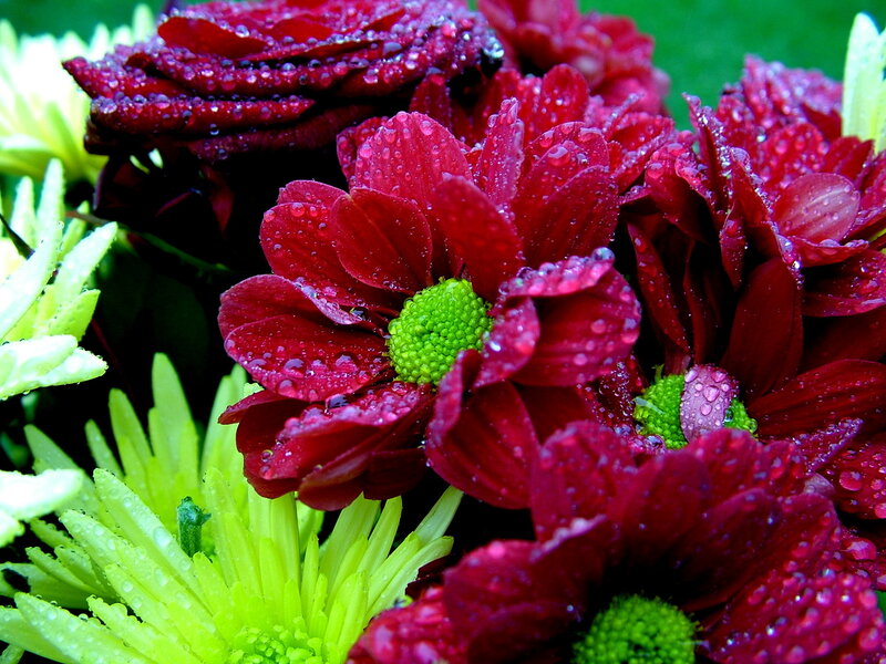 Red and Green Flowers — Vibrant, Photograph, Water Droplets