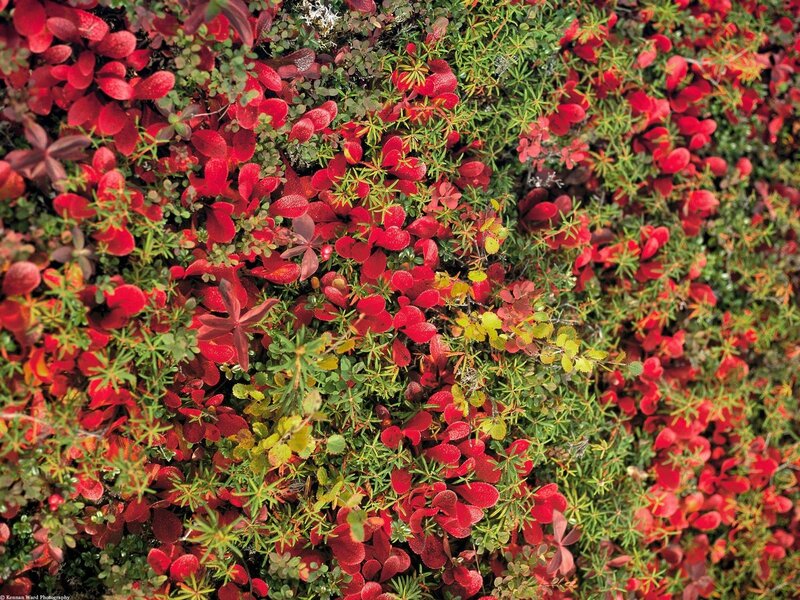 red and green foliage in autumn