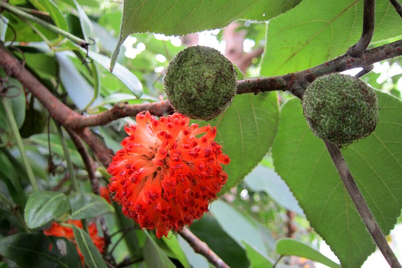 Red and Green Fruit Cluster