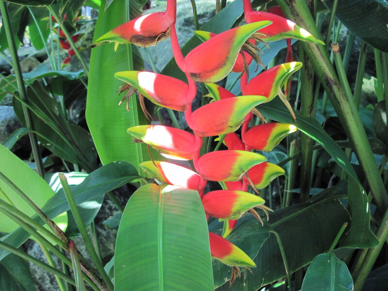Red and Green Heliconia Flowers