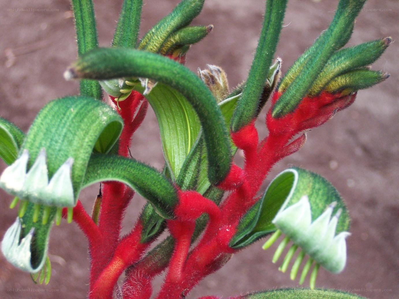 Red and green kangaroo paw flowers