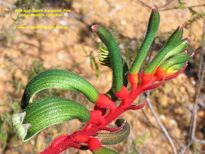 Red and Green Kangaroo Paw