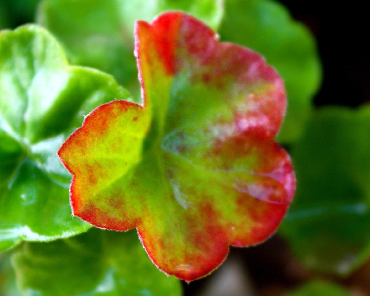 red and green leaf close-up