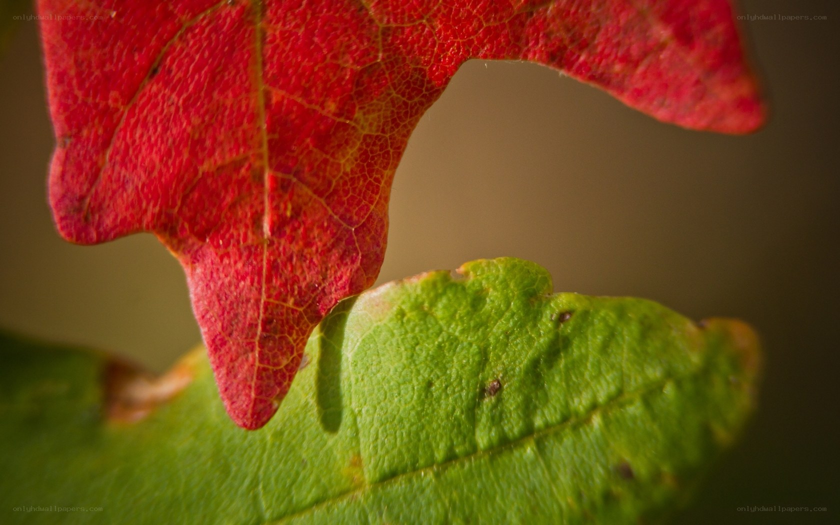 Red and green leaf close-up