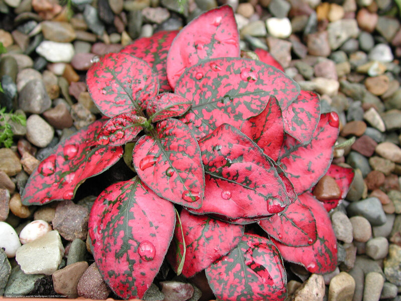 Red and green leaf plant