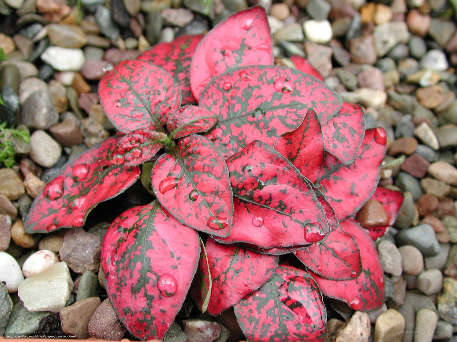 Red and green leaf plant