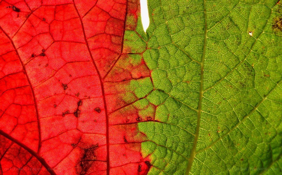 Red and green leaf veins