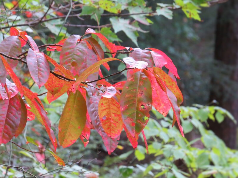 Red and Green Leaves — Calm