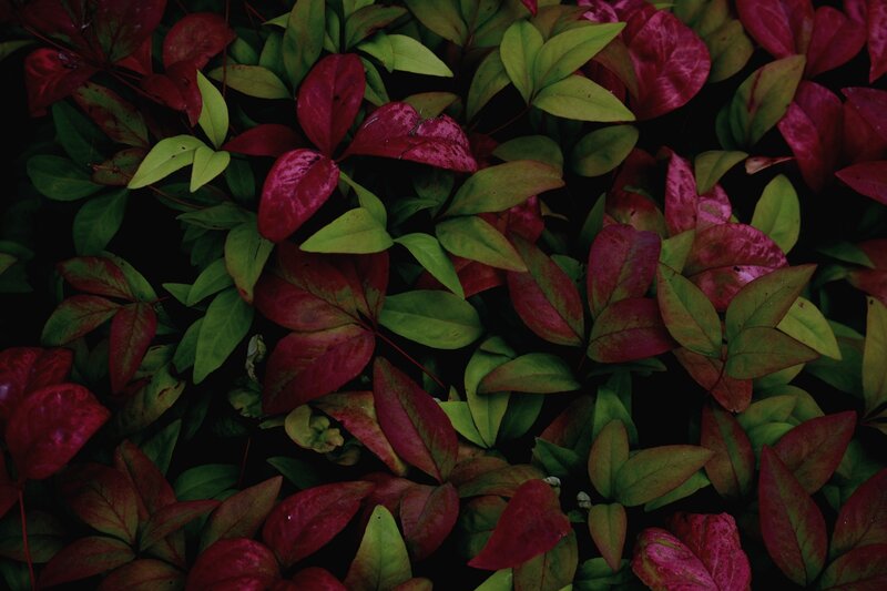 Red and Green Leaves — Dark