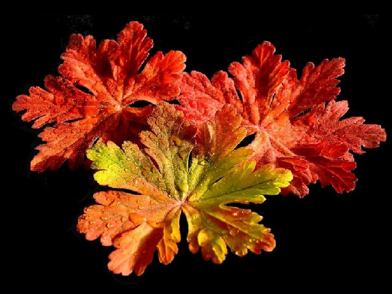 Red and Green Leaves — Dramatic