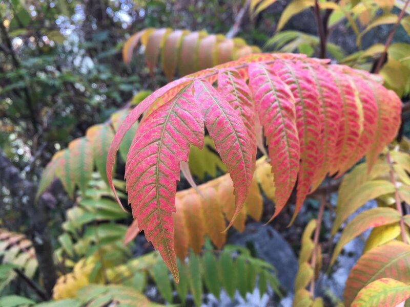 Red and Green Leaves — Natural, Autumn, Photograph