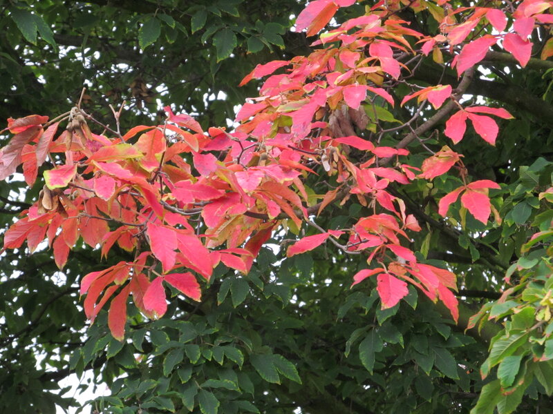 Red and Green Leaves — Natural, Autumn