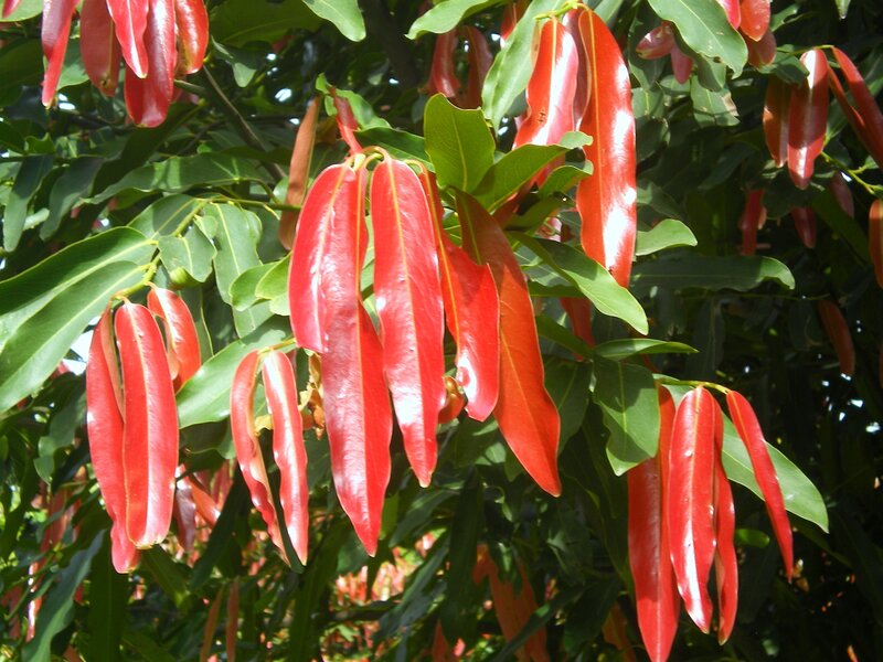 Red and Green Leaves — Natural