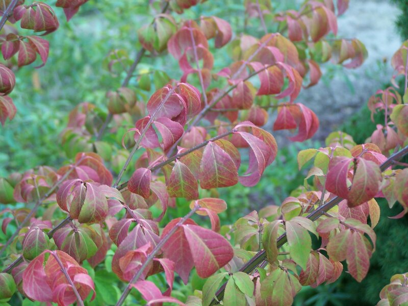 Red and green leaves on a branch