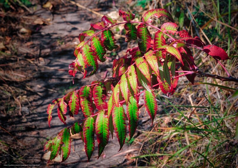 Red and green leaves on a branch
