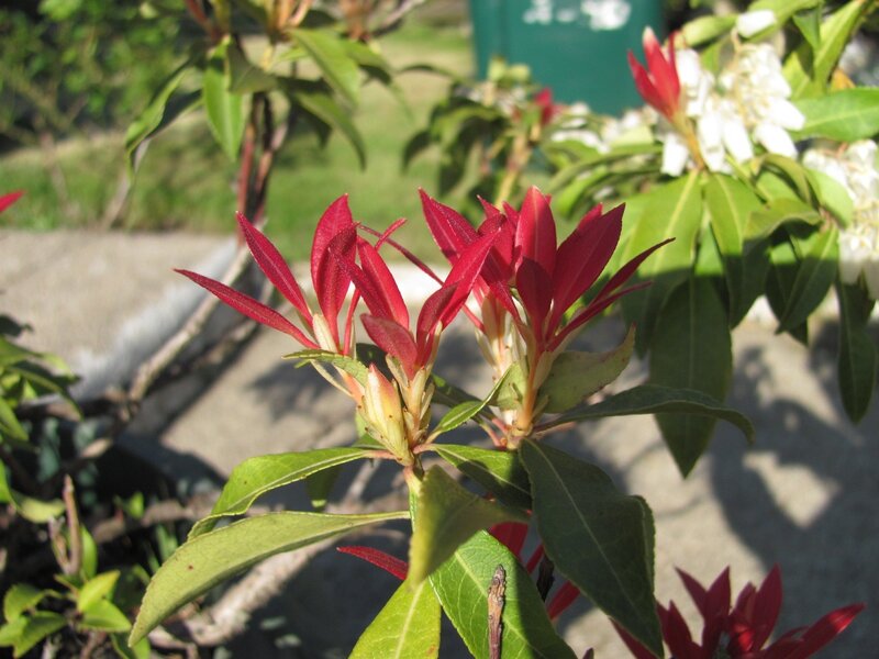 Red and green leaves on a plant