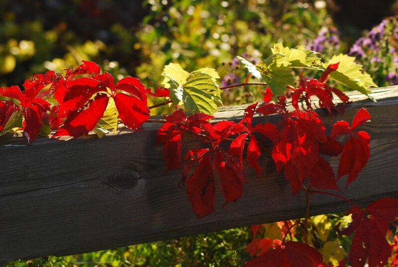 Red and Green Leaves on Fence