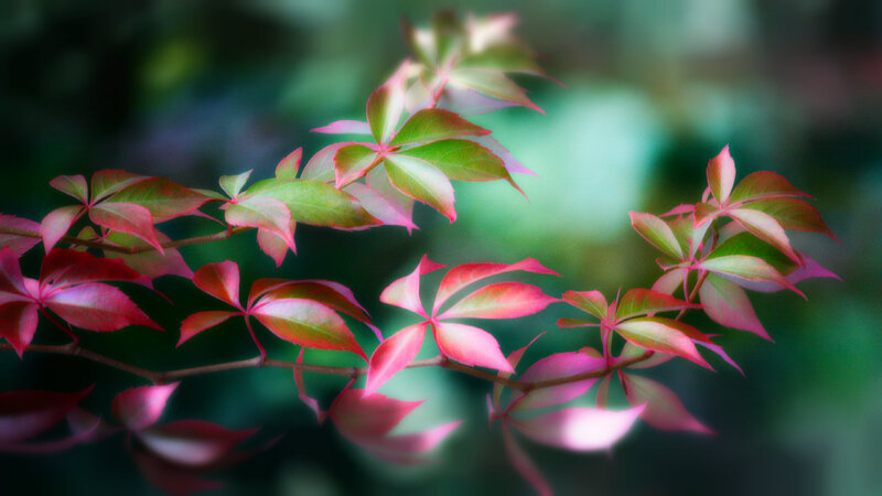 Red and Green Leaves — Serene, Photograph