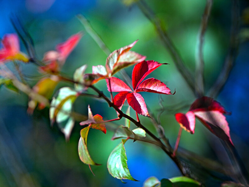 Red and Green Leaves — Serene