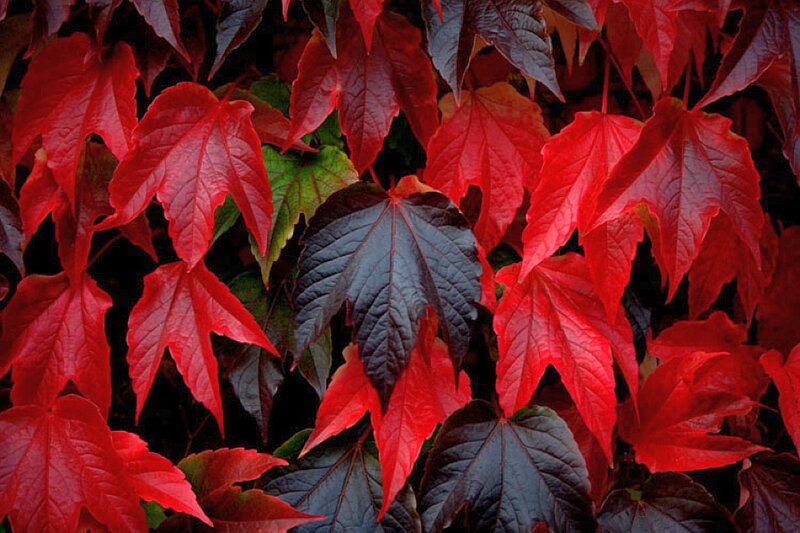 Red and Green Leaves