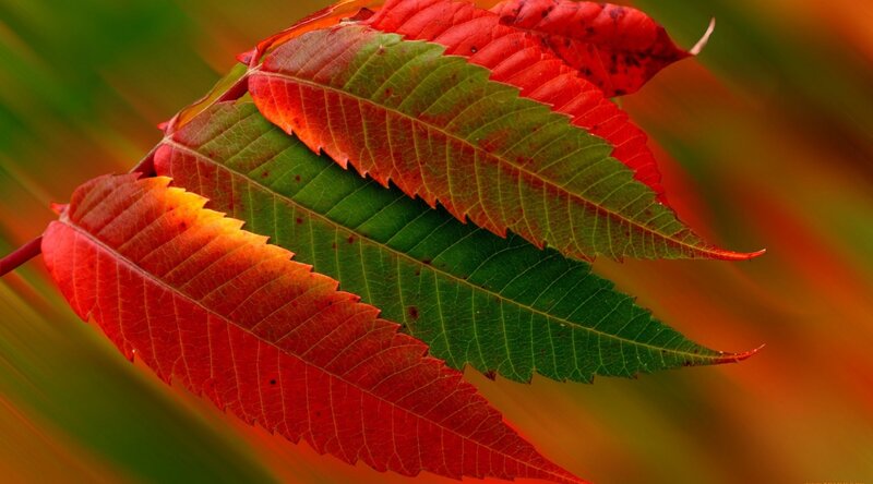 Red and Green Leaves — Vibrant
