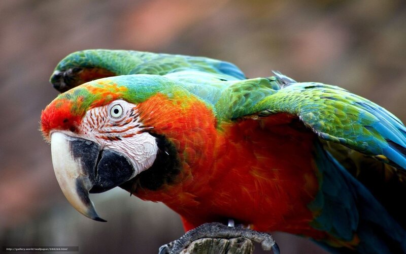 Red-and-green Macaw — Green
