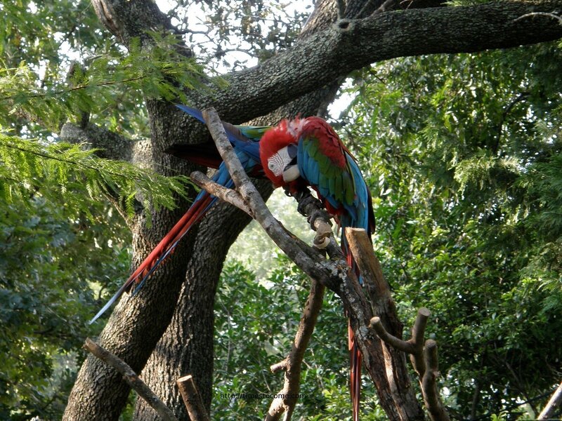 Red-and-green Macaw — Red