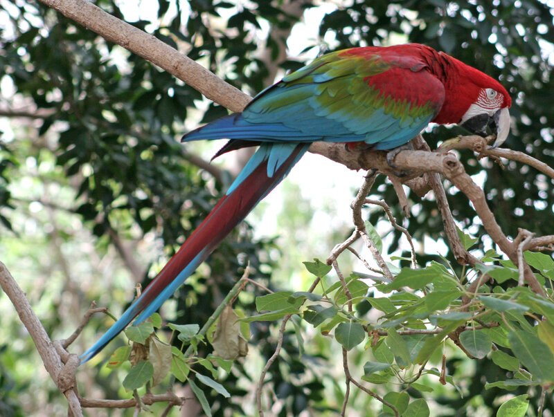 Red-and-green Macaw