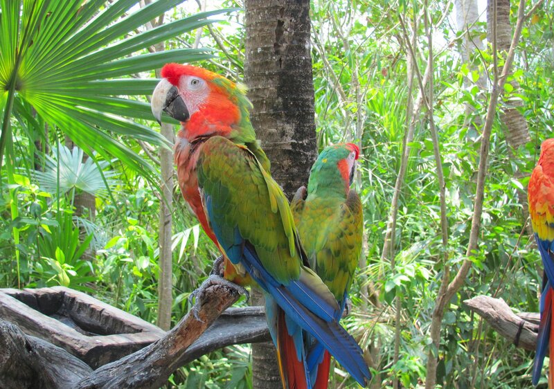 Red-and-green Macaws