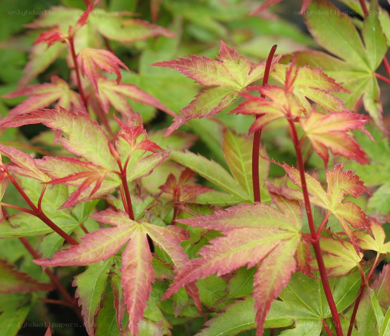 red and green maple leaves