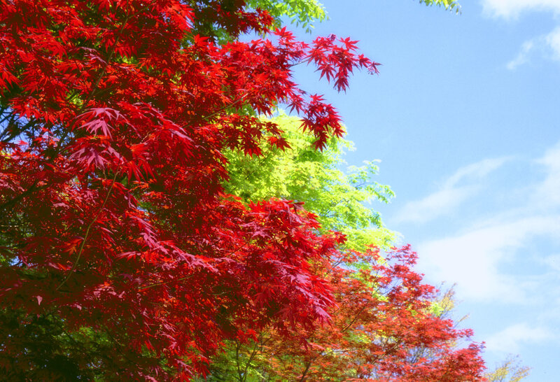 Red and green maple leaves