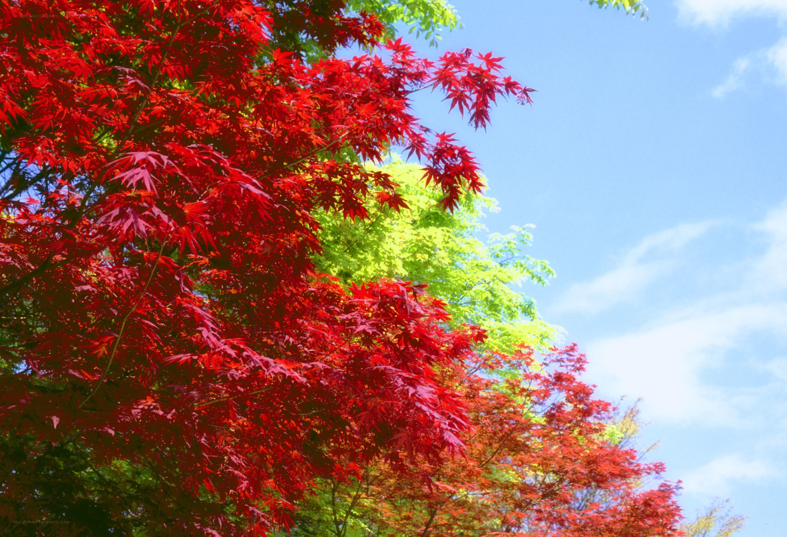 Red and green maple leaves