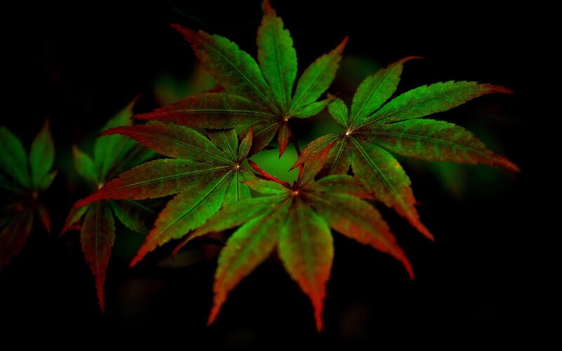 Red and Green Maple Leaves — Dramatic, Photograph