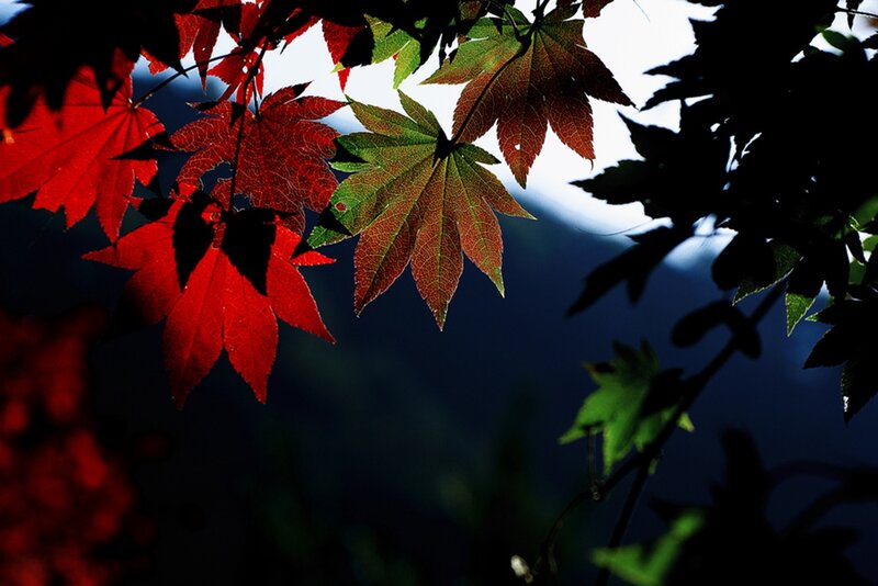 Red and Green Maple Leaves — Dramatic
