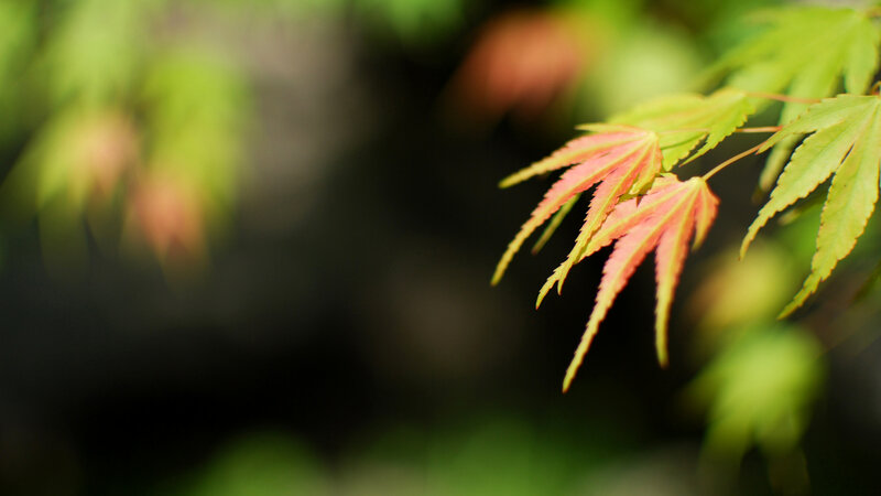 Red and Green Maple Leaves — Serene, Autumn, Photograph, Branch
