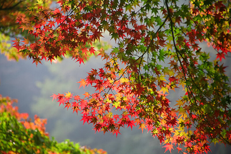 Red and Green Maple Leaves — Serene, Autumn