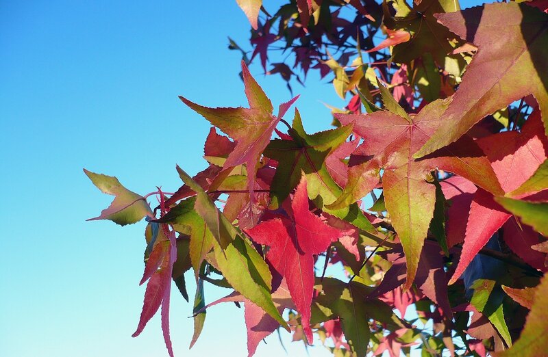 Red and Green Maple Leaves — Serene